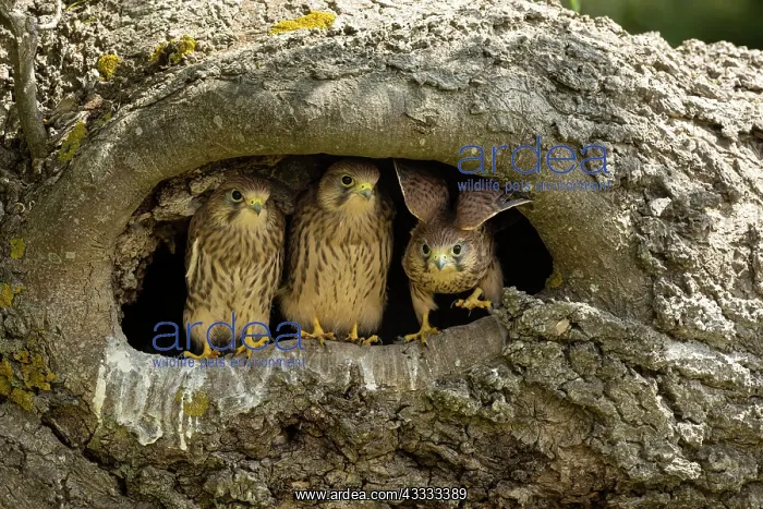 : Young kestrels (Falco tinnunculus) in their nest : Young kestrels (Falco tinnunculus) in their nest