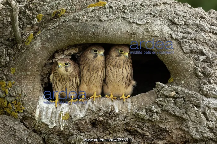 : Young kestrels (Falco tinnunculus) in their nest : Young kestrels (Falco tinnunculus) in their nest