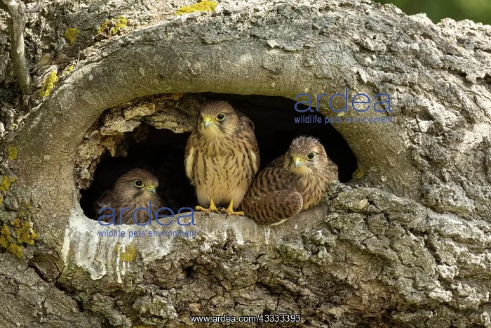 : Young kestrels (Falco tinnunculus) in their nest : Young kestrels (Falco tinnunculus) in their nest
