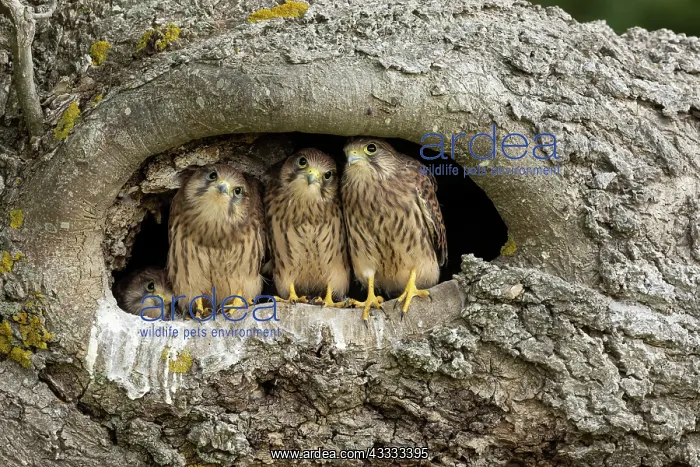 : Young kestrels (Falco tinnunculus) in their nest : Young kestrels (Falco tinnunculus) in their nest