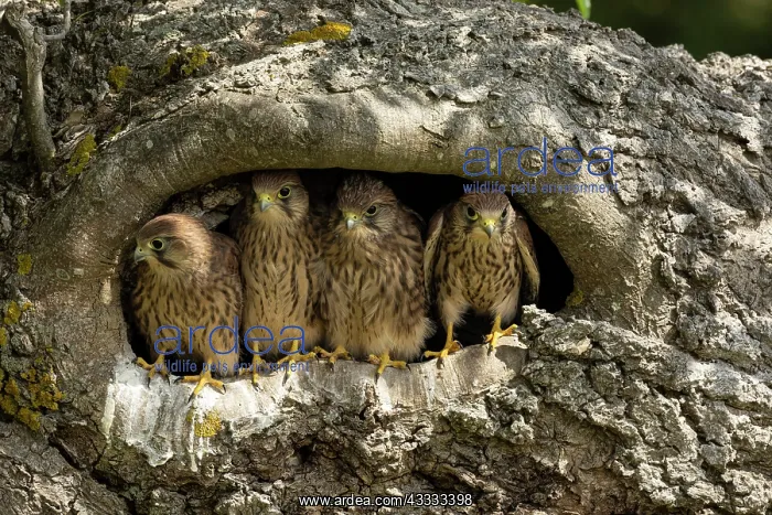 : Young kestrels (Falco tinnunculus) in their nest : Young kestrels (Falco tinnunculus) in their nest