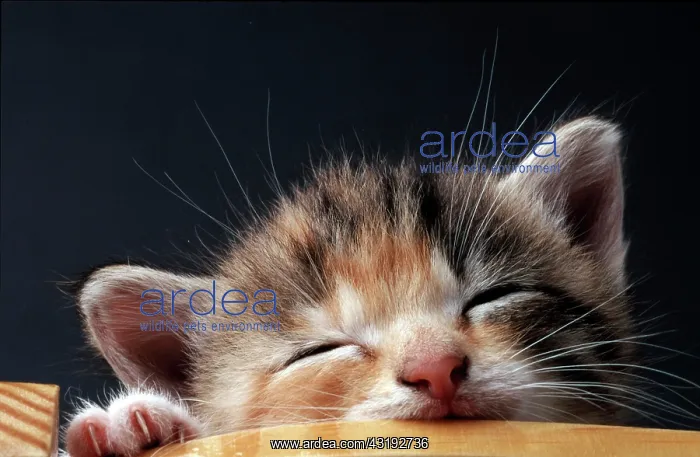 : Young kitten sleeping : Young kitten sleeping