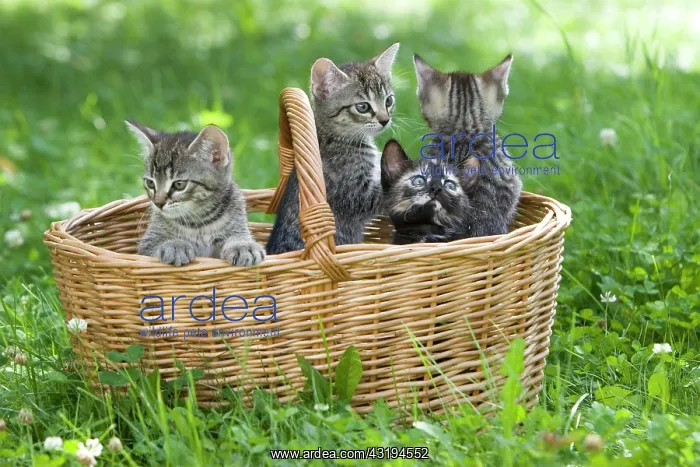 : Young kittens in a basket : Young kittens in a basket