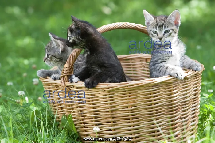 : Young kittens in a basket : Young kittens in a basket