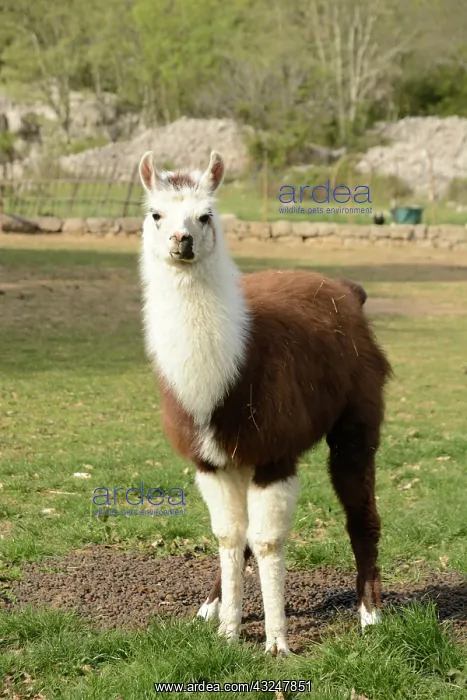: Young Lama in a meadow - France : Young Lama in a meadow - France