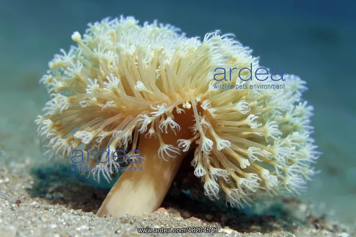 : Young leather coral (Sarcophyton) on sandy bottom : Young leather coral (Sarcophyton) on sandy bottom