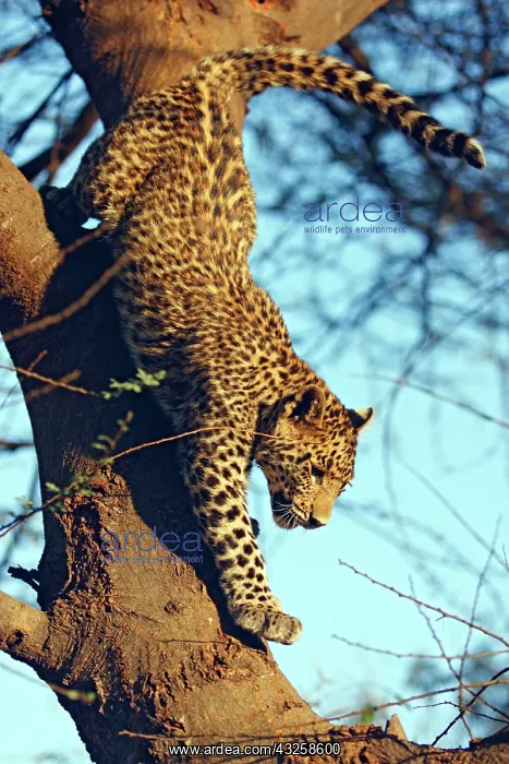 : Young Leopard climbing down the tree, Ranthambhor : Young Leopard climbing down the tree, Ranthambhor