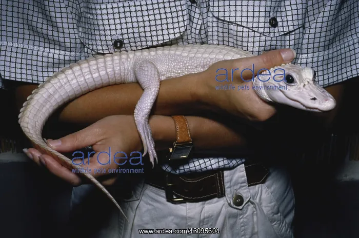 : Young Leucistic Alligator : Young Leucistic Alligator