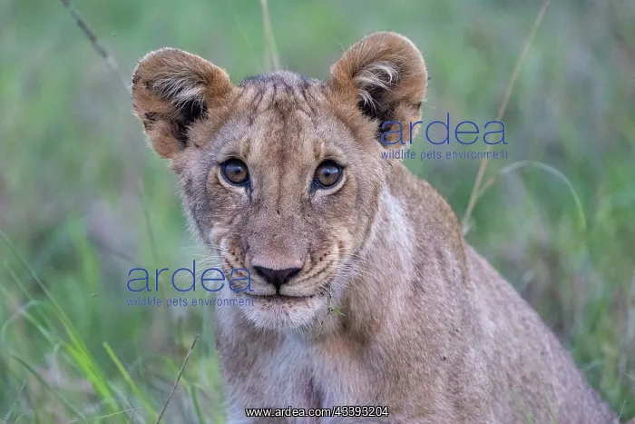 : YOUNG LION : YOUNG LION