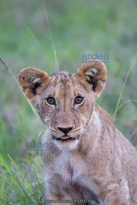 : YOUNG LION : YOUNG LION