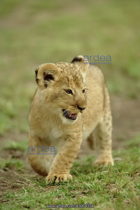 : Young lion cub, Masai Mara Game Reserve : Young lion cub, Masai Mara Game Reserve