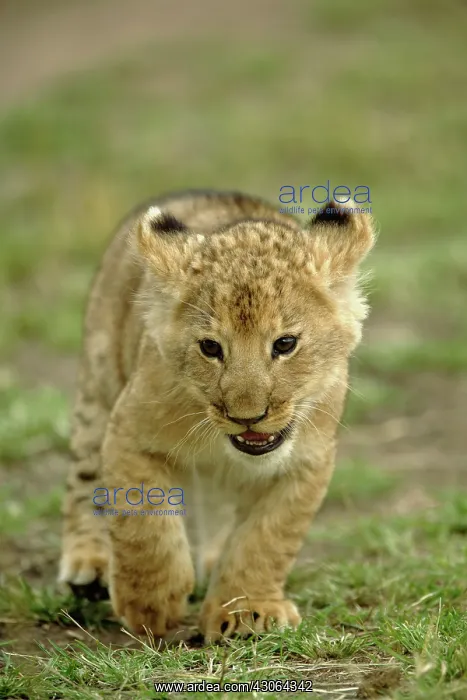 : Young lion cub, Masai Mara Game Reserve : Young lion cub, Masai Mara Game Reserve