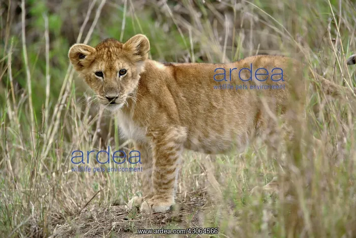: Young lion cub, Masai Mara Game Reserve : Young lion cub, Masai Mara Game Reserve