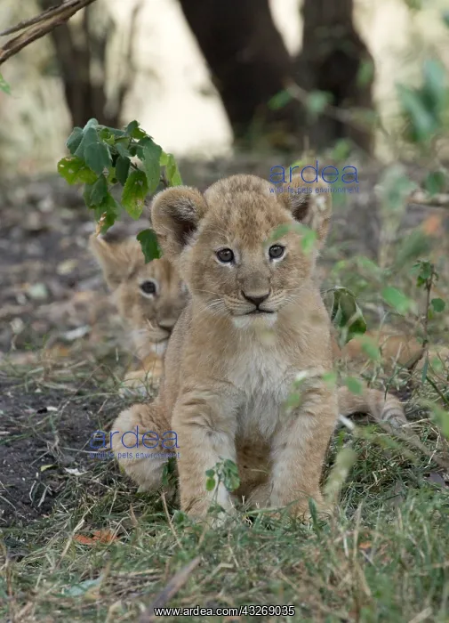 : Two young lion cubs, Panthera leo, sitting in thicket : Two young lion cubs, Panthera leo, sitting in thicket