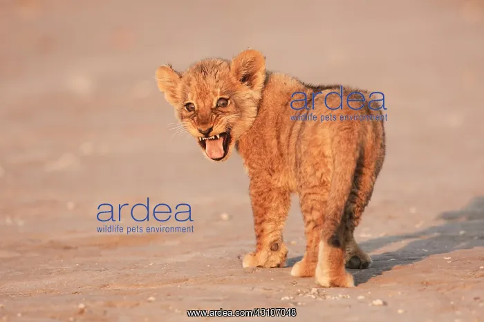 : Young Lion (Panthera leo), Kalahari, South Africa : Young Lion (Panthera leo), Kalahari, South Africa