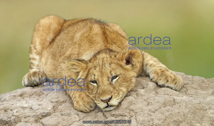 : Young lion (Panthera leo) on a termite mound, Ma : Young lion (Panthera leo) on a termite mound, Ma