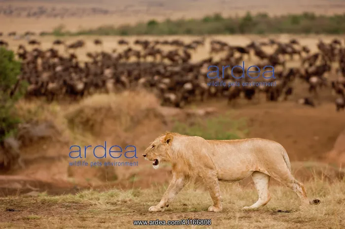 : Lion. young Lion (Panthera leo) walking along the Mara river with Blue Wildebeest : Lion. young Lion (Panthera leo) walking along the Mara river with Blue Wildebeest