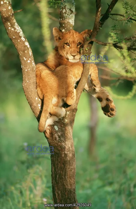 : Young LION - resting in tree fork : Young LION - resting in tree fork