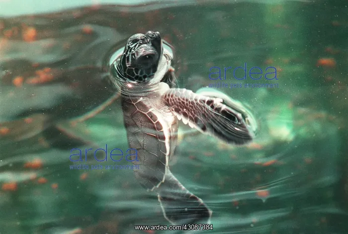 : Young Loggerhead Turtle : Young Loggerhead Turtle