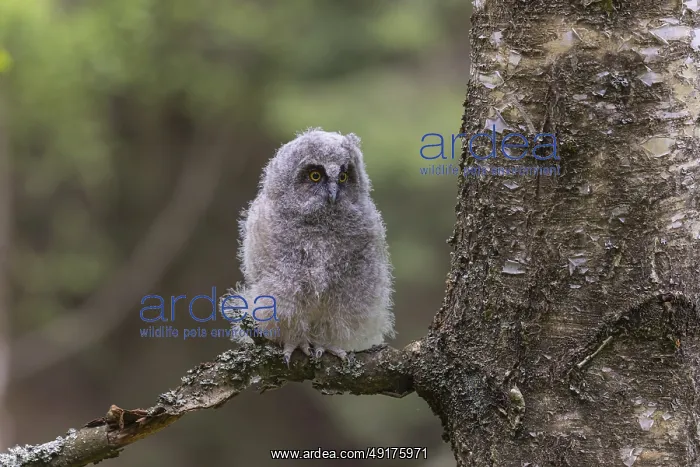 : One young long-eared owl (Asio otus) : One young long-eared owl (Asio otus)