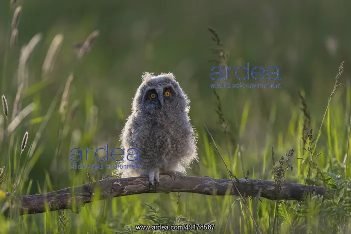 : One young long-eared owl (Asio otus) : One young long-eared owl (Asio otus)