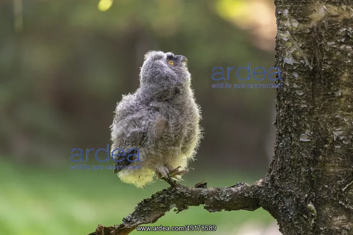 : One young long-eared owl (Asio otus) : One young long-eared owl (Asio otus)