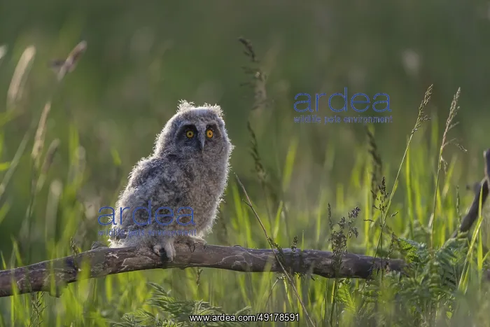 : One young long-eared owl (Asio otus) : One young long-eared owl (Asio otus)