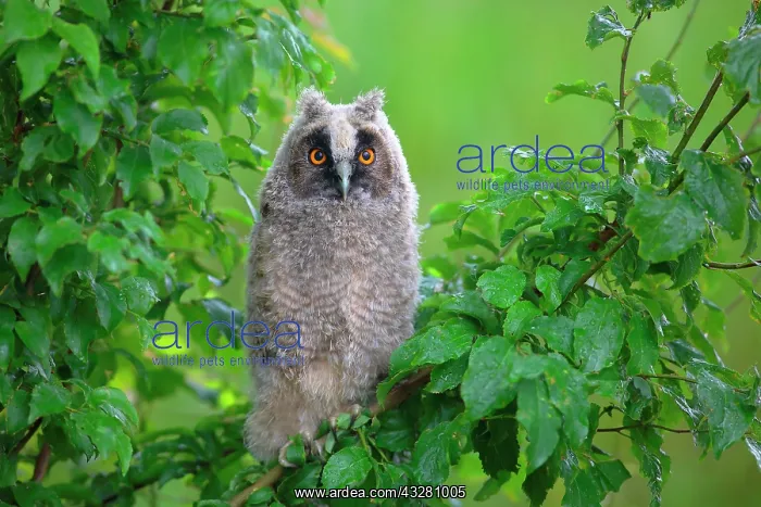  : Young Long-eared owl (Asio otus) sitting in green