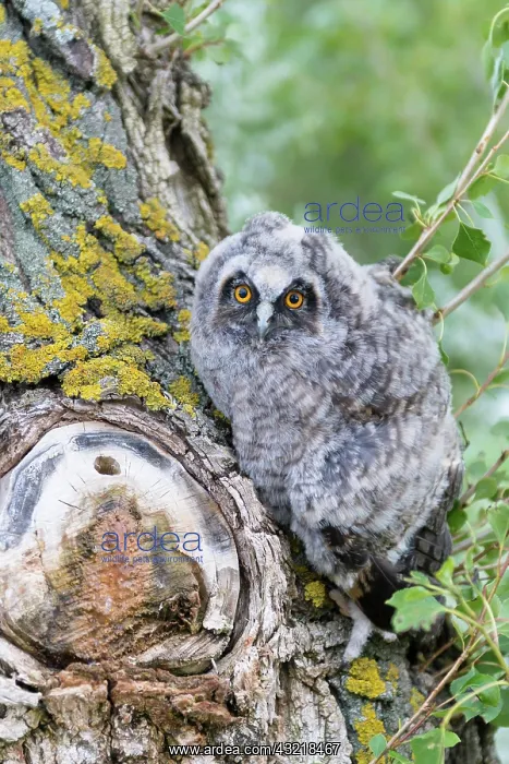 : Young long-eared owl (Asio otus) sitting in a tree : Young long-eared owl (Asio otus) sitting in a tree
