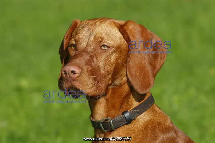 : Young Magyar Vizsla, short-haired Hungarian Pointing : Young Magyar Vizsla, short-haired Hungarian Pointing