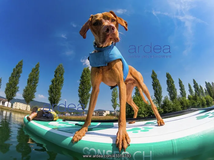 : Young Magyar Vizsla on a Stand-Up Paddle Board : Young Magyar Vizsla on a Stand-Up Paddle Board