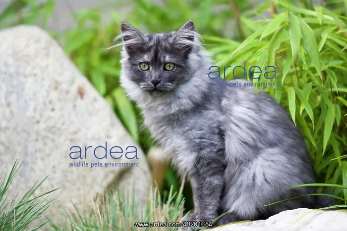 : Young Maine Coon cat : Young Maine Coon cat