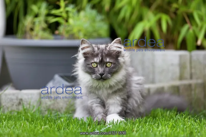 : Young Maine Coon cat : Young Maine Coon cat