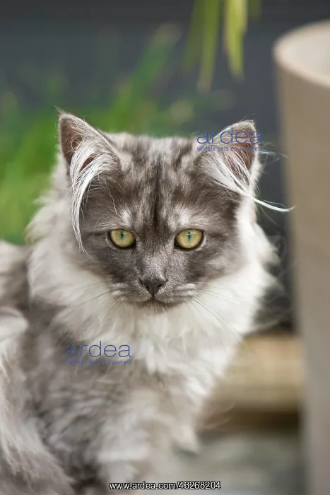 : Young Maine Coon cat : Young Maine Coon cat