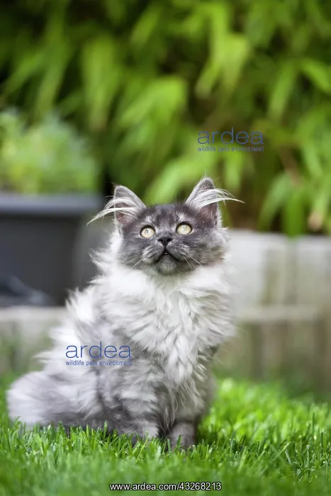 : Young Maine Coon cat : Young Maine Coon cat