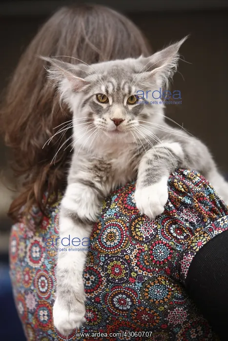 : Young maine coon on the shoulders of her mistress France : Young maine coon on the shoulders of her mistress France