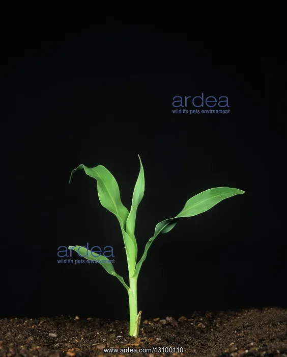 : Young maize plant : Young maize plant