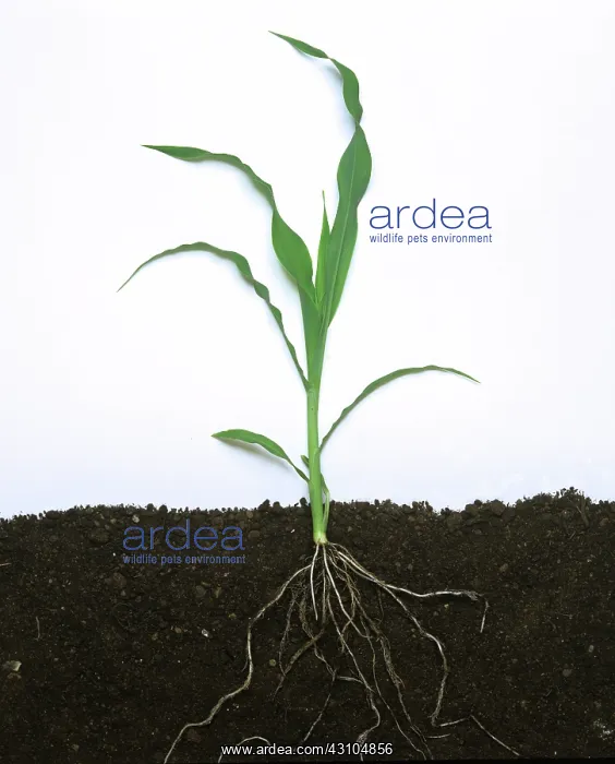 : Young maize plant : Young maize plant