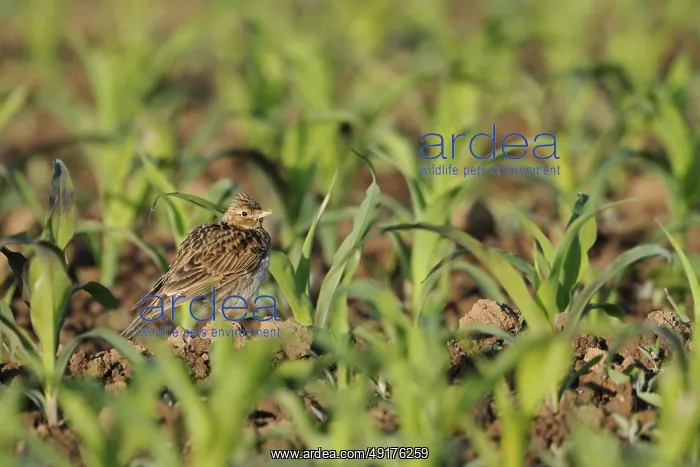 : In young maize... Skylark (Alauda arvensis) : In young maize... Skylark (Alauda arvensis)