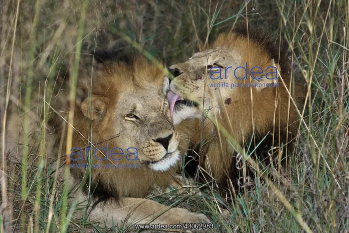 : Two young male adult lions bonding showing : Two young male adult lions bonding showing
