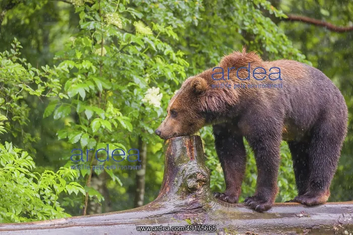 : A young male Eurasian brown bear (Ursus arctos arctos) walks on a rotting log lying on the ground : A young male Eurasian brown bear (Ursus arctos arctos) walks on a rotting log lying on the ground