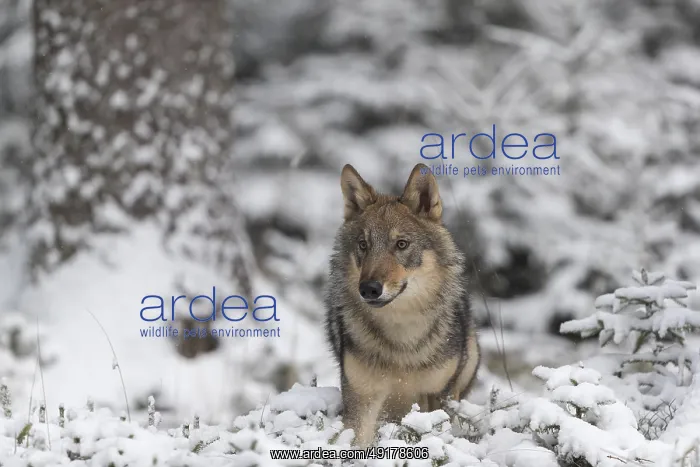 : One young male eurasian gray wolf (Canis lupus lupus) : One young male eurasian gray wolf (Canis lupus lupus)