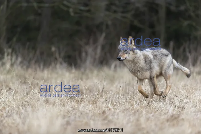 : One young male eurasian gray wolf (Canis lupus lupus) running over a meadow : One young male eurasian gray wolf (Canis lupus lupus) running over a meadow