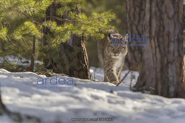: One young male Eurasian lynx, (Lynx lynx) : One young male Eurasian lynx, (Lynx lynx)