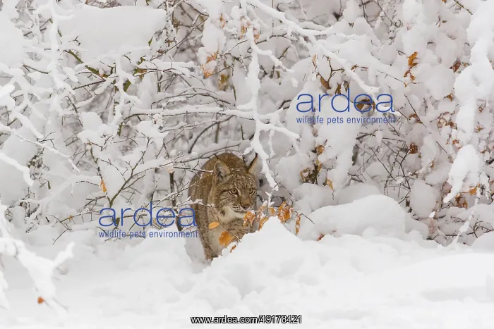 : One young male Eurasian lynx, (Lynx lynx) : One young male Eurasian lynx, (Lynx lynx)
