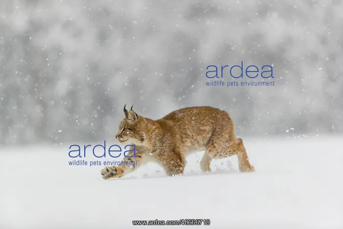 : One young male Eurasian lynx, (Lynx lynx), running over a : One young male Eurasian lynx, (Lynx lynx), running over a