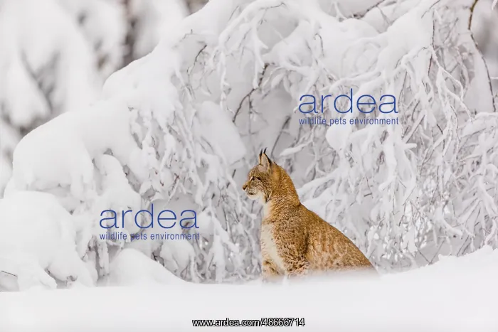 : One young male Eurasian lynx, (Lynx lynx), walking through : One young male Eurasian lynx, (Lynx lynx), walking through