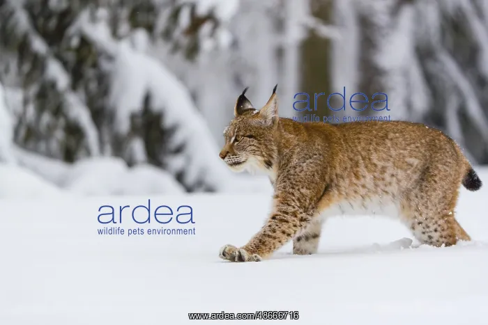 : One young male Eurasian lynx, (Lynx lynx), walking over a : One young male Eurasian lynx, (Lynx lynx), walking over a