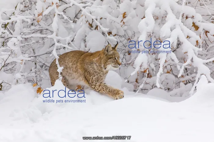 : One young male Eurasian lynx, (Lynx lynx), walking through : One young male Eurasian lynx, (Lynx lynx), walking through