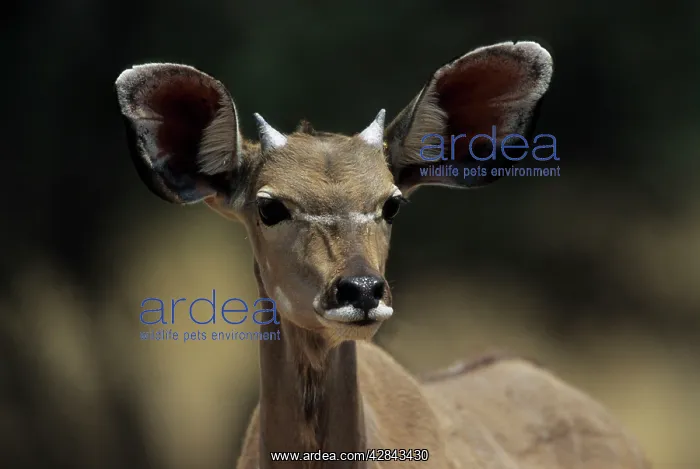: Young male Greater KUDU : Young male Greater KUDU
